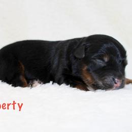 Liberty - Black tri male Miniature Australian Shepherd puppy in Foxworth, Mississippi from Ten Mile Aussies