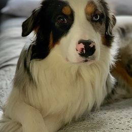 Australian Shepherds from Katie’s Australian Shepherds