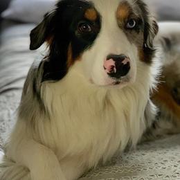 Australian Shepherds from Katie’s Australian Shepherds