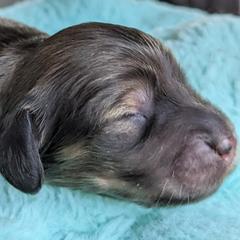 Dachshund Puppies from Sunflower Dachshunds