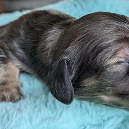 Dachshund Puppies from Sunflower Dachshunds