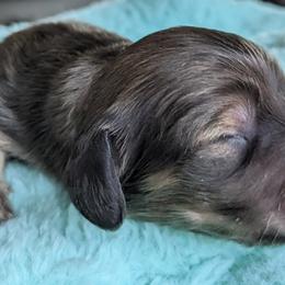 Dachshund Puppies from Sunflower Dachshunds
