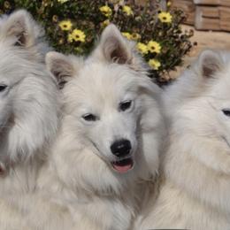 American Eskimo Dogs from Sesi’s Legacy Kennels