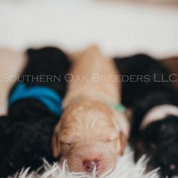 Bernedoodle Puppies from Southern Oak Breeder LLC