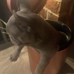 French Bulldog Puppies from Luxury French Bulldogs