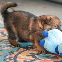 German Shepherd Puppies from von der Ryndal German Shepherds