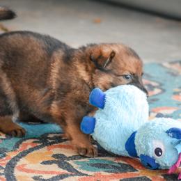 German Shepherd Puppies from von der Ryndal German Shepherds
