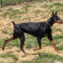 Lilly - Doberman Pinscher