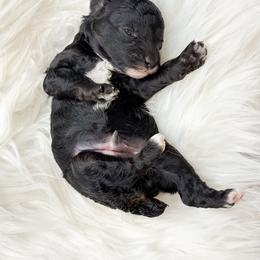 Pumpkin - Black male Poodle puppy in from Pink Poodles and Doodles