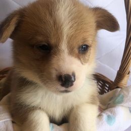 Dachshunds and Pembroke Welsh Corgis from Rocco Kennels