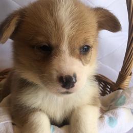 Dachshunds and Pembroke Welsh Corgis from Rocco Kennels