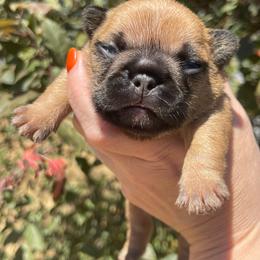 Cherry - Fawn and white female French Bulldog puppy in Spanaway, Washington from Beloved Frenchies