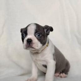 Bowser - Blue male Boston Terrier puppy in West Jefferson, Ohio from Kline Kennels