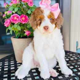Vanilla Bean - Parti female Pyredoodle puppy in Bowling Green, Ohio from FDF Pyredoodles & Bernedoodles