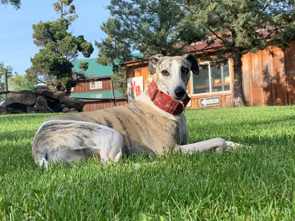 Chappelle Whippets in Oregon Whippet puppies Good Dog