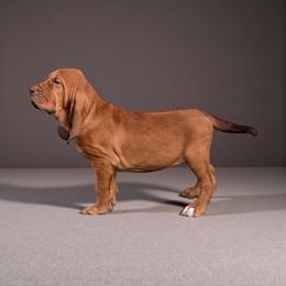 Maggie Mae - Red female Bloodhound puppy in Inman, Nebraska from Sandhill Hounds of Nebraska