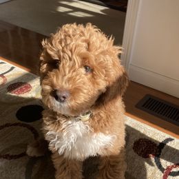 Australian Labradoodle Puppies from NoodleDoodles LLC