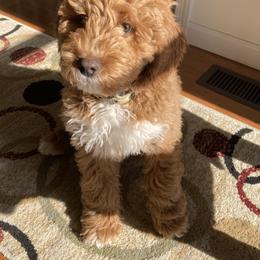 Australian Labradoodle Puppies from NoodleDoodles LLC