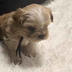 Brown Boy - Gold and white male Shorkie puppy in San Tan Valley, Arizona from Great Mates