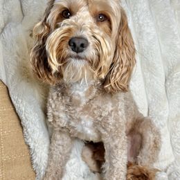 Teddy - Goldendoodle