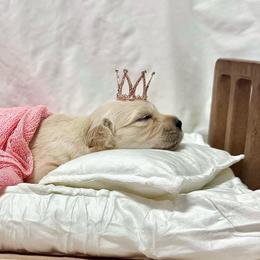 Miss Cherry - Light golden female Golden Retriever puppy in Midlothian, Texas from Brightest Days