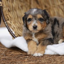 Aussiedoodle and Poodle Puppies from Cedar Wood Farms