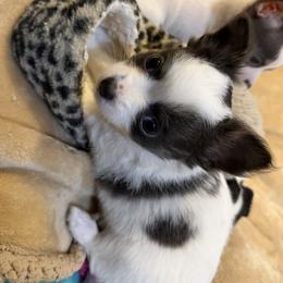 Adam - Blue and white male Chihuahua puppy in Amity, Pennsylvania from Rhoda and Verna