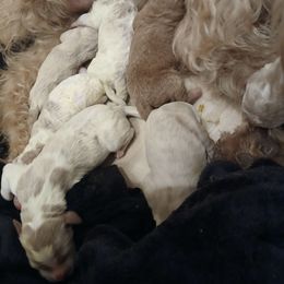 Vinny - Tri-color male Labradoodle puppy in Henderson, Nevada from Hills labradoodles
