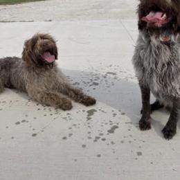 Gertrude - Wirehaired Pointing Griffon