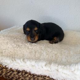 AKC Partial Dapple Girl - 3,000 - Dapple female Dachshund puppy in Fredericksburg, Texas from Goodman Dachshunds
