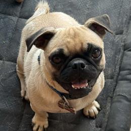 Cinnamon - Pug