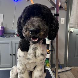 Oreo - Labradoodle