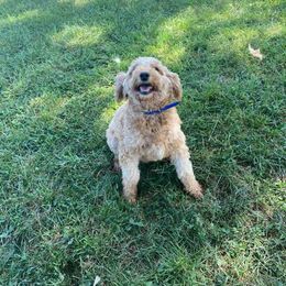 Toy Goldendoodle - Goldendoodle