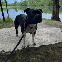 Staffordshire Bull Terrier All Grown Up from Equinox Staffords