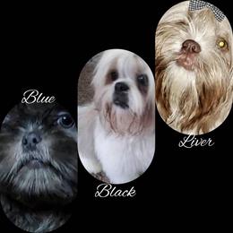 Shih Tzu Puppies from Shantii's Shih Tzu's