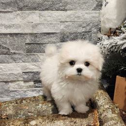Cavapoo, Maltese, Maltipoo, and Poodle Puppies from Mt.BakerPoodles&Doodles