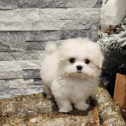 Cavapoo, Maltese, Maltipoo, and Poodle Puppies from Mt.BakerPoodles&Doodles