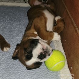 DARBY - Fawn female Boxer puppy in Greensboro, North Carolina from Circle P Boxers