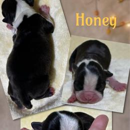 Honey - Black and white female Boston Terrier puppy in Brazos Point, Texas from TX Southern Belle Boston Terriers