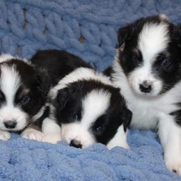 Australian Shepherd Puppies from Crofford’s Pretty Pups