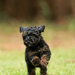 Poodle Puppies from Emerald Mini Poodles