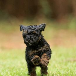 Poodle Puppies from Emerald Mini Poodles