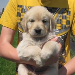 Perfect Peace Goldens breeder of Golden Retriever