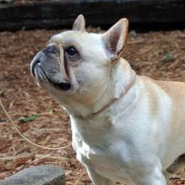 Bogie - French Bulldog