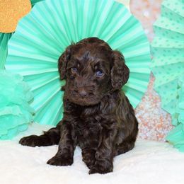 Australian Labradoodle Puppies from Prestige Australian Labradoodles