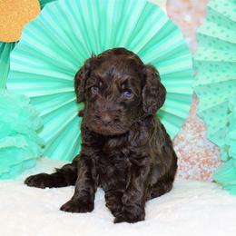 Australian Labradoodle Puppies from Prestige Australian Labradoodles