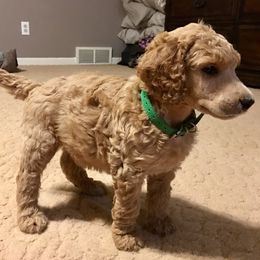 Poodle Puppies from Pleasant Valley Standards