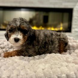 Lola - Merle female Bernedoodle puppy in Spring, Texas from Sterling Star Doodles