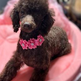 Cheyenne - Poodle