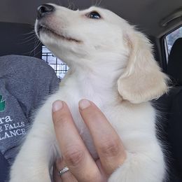 Jackson - Dachshund